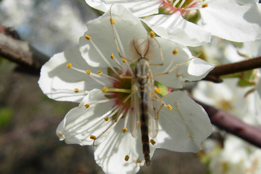 Insetto sconosciuto: almeno l''ordine! Chironomidae...